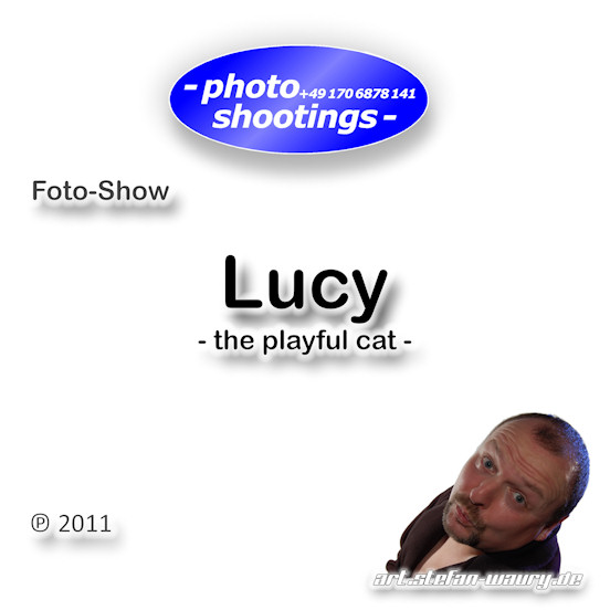 Foto-Show: Lucy... The Playful Cat